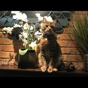 Meet your Posher, Diana